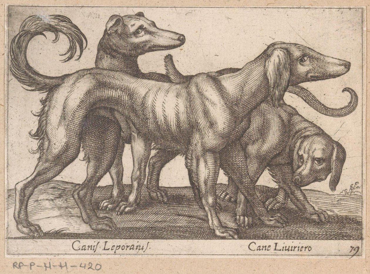 ثلاثة كلاب Canis Leporius / Cane Liviriero (العنوان على الكائن) الحيوانات والمخلوقات الأسطورية (عنوان السلسلة) نوفا راكولتا دي لي أنيمالي بيو كوريوسي ديل موندو (عنوان المسلسل) بواسطة انطونيو تمبيستا