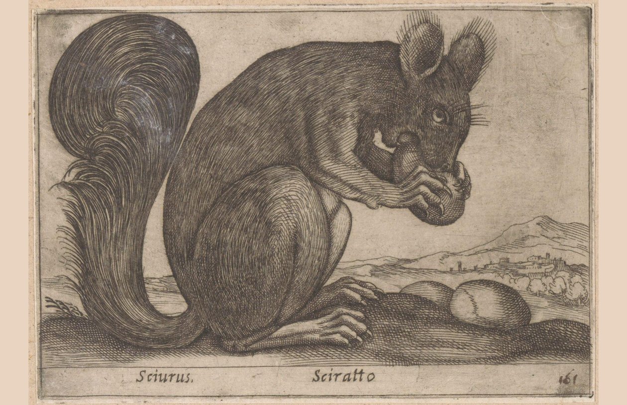 اخورن Sciurus / Sciratto (العنوان على الكائن) Dieren en fabelwezens (عنوان المسلسل) حيوان صغير فضولي جديد في العالم (عنوان المسلسل) بواسطة انطونيو تمبيستا