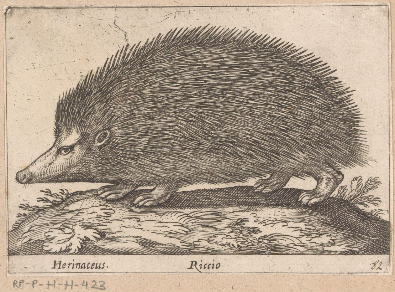 ايجيل Herinaceus / Riccio (العنوان على الكائن) Dieren en fabelwezens (عنوان المسلسل) مجموعة جديدة من حيوانات العالم الغريبة (عنوان المسلسل) بواسطة انطونيو تمبيستا