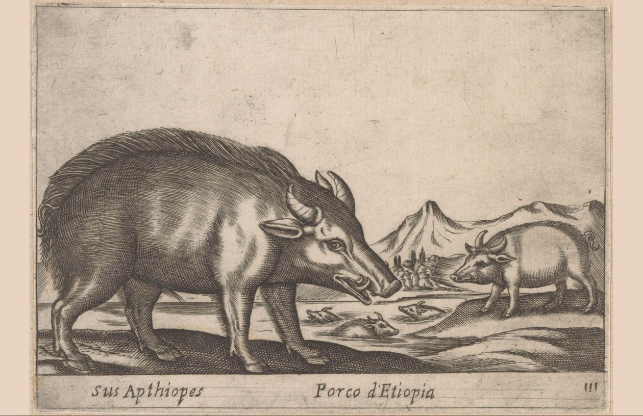 يعمل الاثيوبية له Apthiopes / الخنزير الإثيوبي (العنوان على الجسم) Dieren en fabelwezens (عنوان المسلسل) حيوان صغير فضولي جديد في العالم (عنوان المسلسل) بواسطة انطونيو تمبيستا