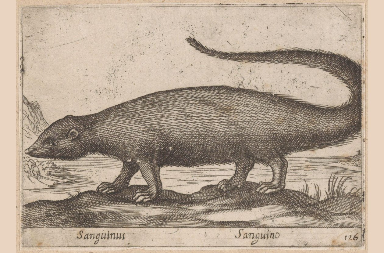 سريع Sanguinus / Sanguino (العنوان على الكائن) Dieren en fablewezens (عنوان المسلسل) مجموعة جديدة من أكثر الحيوانات فضولاً في العالم (عنوان المسلسل) بواسطة انطونيو تمبيستا