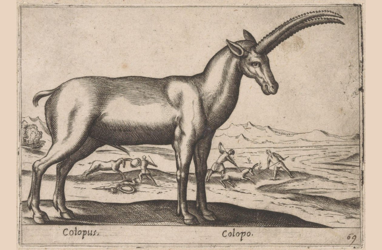 ماعز Colopus / Colopo (العنوان على الكائن) Dieren en fablewezens (عنوان المسلسل) مجموعة جديدة من أكثر الحيوانات فضولاً في العالم (عنوان المسلسل) بواسطة انطونيو تمبيستا