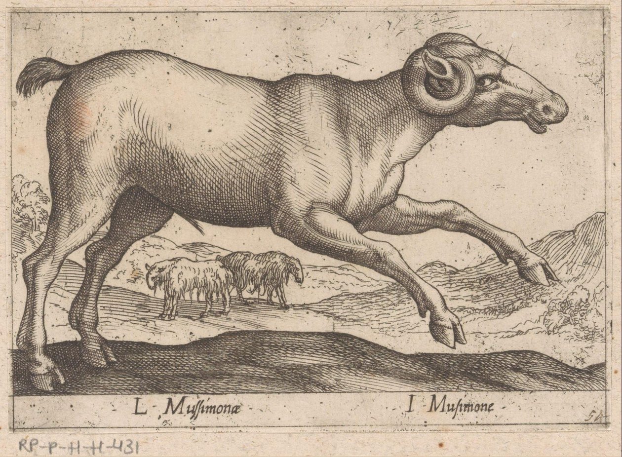 ماعز L Mussimonae / I Musimone (العنوان على الكائن) Dieren en fablewezens (عنوان المسلسل) مجموعة جديدة من أكثر الحيوانات فضولاً في العالم (عنوان المسلسل) بواسطة انطونيو تمبيستا