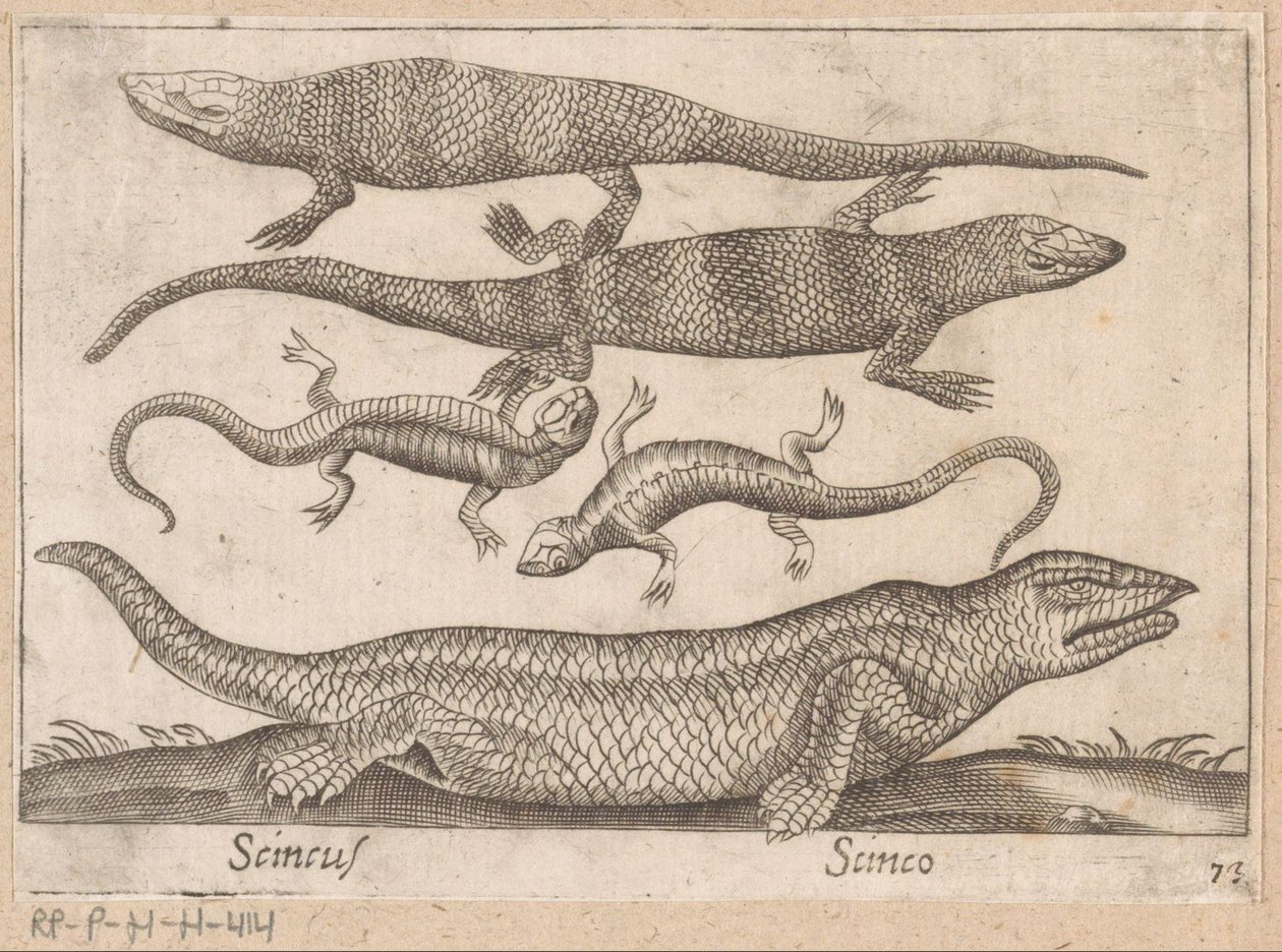 هاجيدسن Skincus (العنوان على الكائن) Dieren en fablewezens (عنوان المسلسل) نوفا راكولتا دي لي أنيمالي بيو كوريوسي ديل موندو (عنوان المسلسل) بواسطة انطونيو تمبيستا