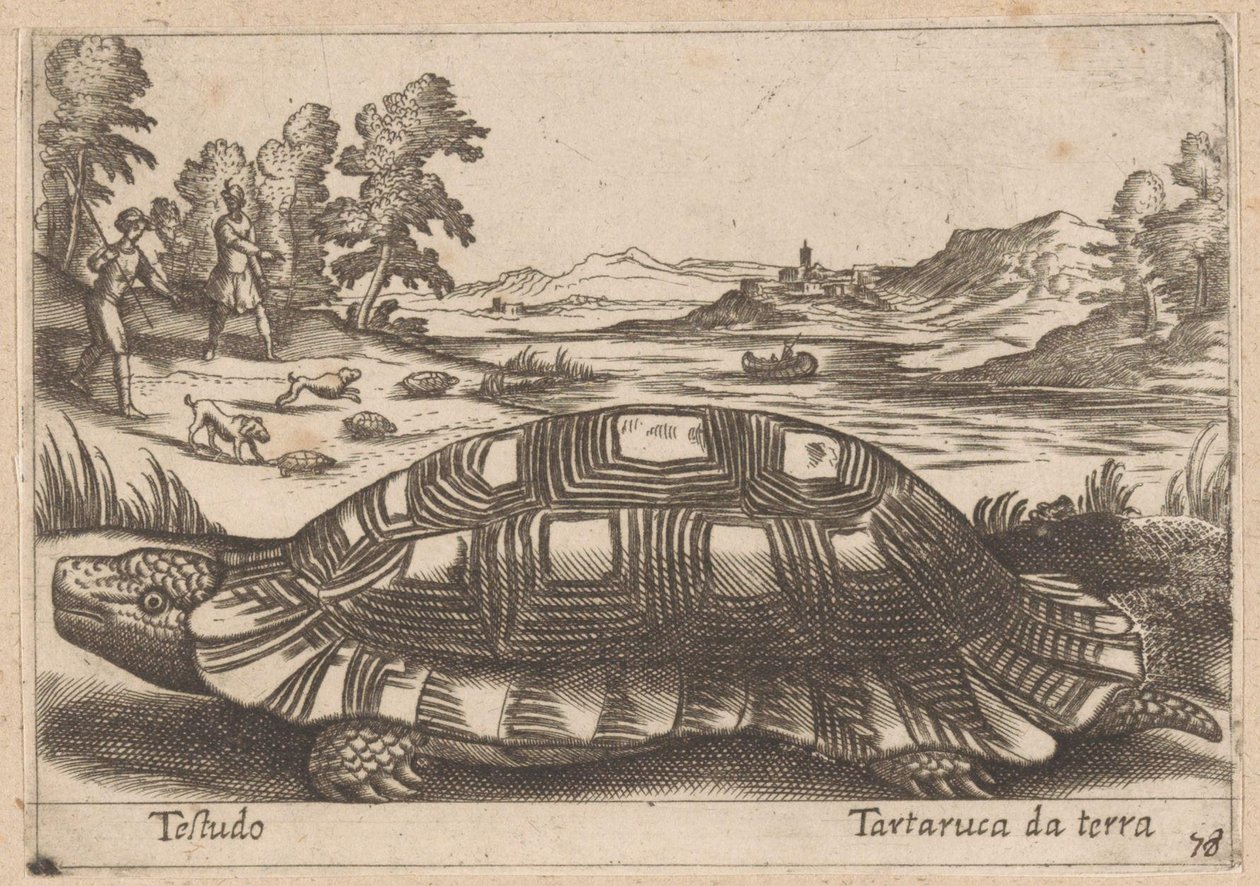 Landschildpad Testudo / السلاحف الأرضية (العنوان على الكائن) Dieren en fabelwezens (عنوان المسلسل) مجموعة جديدة من أكثر الحيوانات فضولاً في العالم (عنوان المسلسل) بواسطة انطونيو تمبيستا