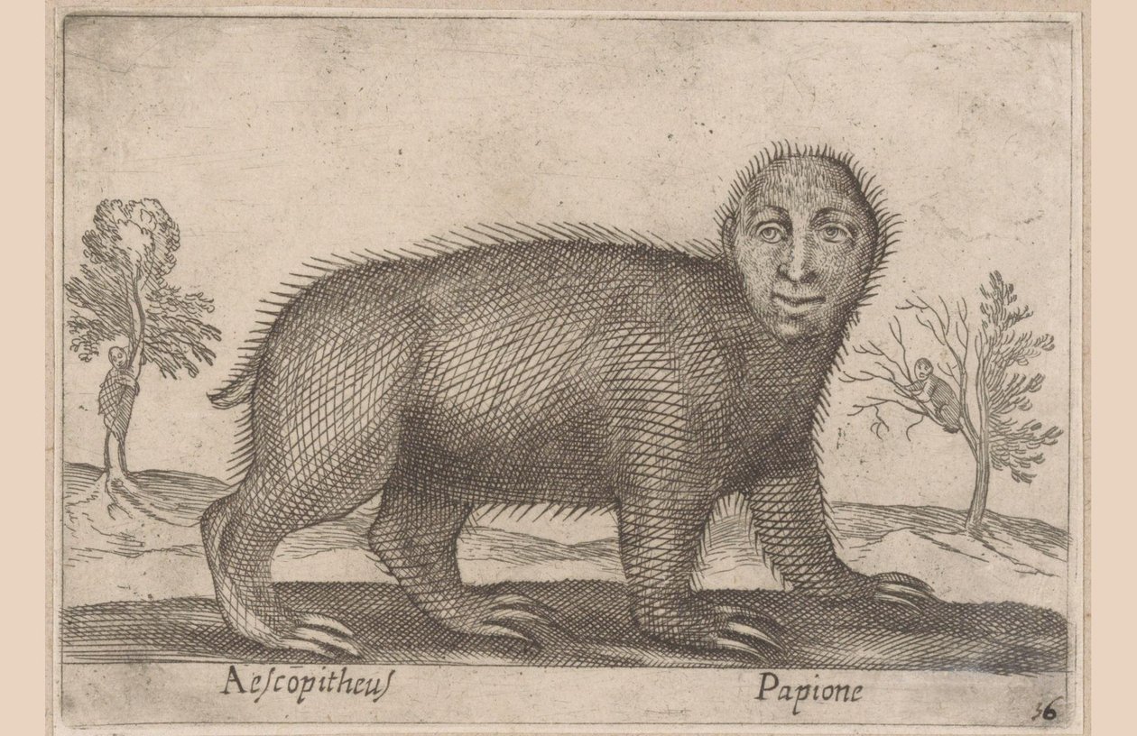 كسل Aescopitheus / Papione (العنوان على الكائن) الحيوانات والمخلوقات الأسطورية (عنوان السلسلة) نوفا راكولتا دي لي أنيمالي بيو كوريوسي ديل موندو (عنوان المسلسل) بواسطة انطونيو تمبيستا