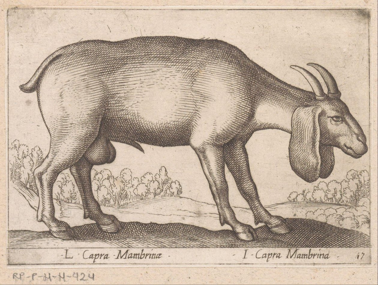 Mambrina geit L Capra Mambrinae / I Capra Mambrina (العنوان على الكائن) Dieren en fablewezens (عنوان السلسلة) مجموعة جديدة من أكثر الحيوانات فضولًا في العالم (عنوان السلسلة) بواسطة انطونيو تمبيستا