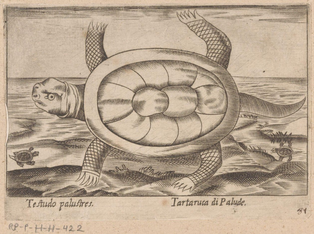 Moerasschildpad Testudo palustres / Tartaruca di Palude (العنوان على الكائن) Dieren en fablewezens (عنوان المسلسل) نوفا راكولتا دي لي أنيمالي بيو كوريوسي ديل موندو (عنوان المسلسل) بواسطة انطونيو تمبيستا