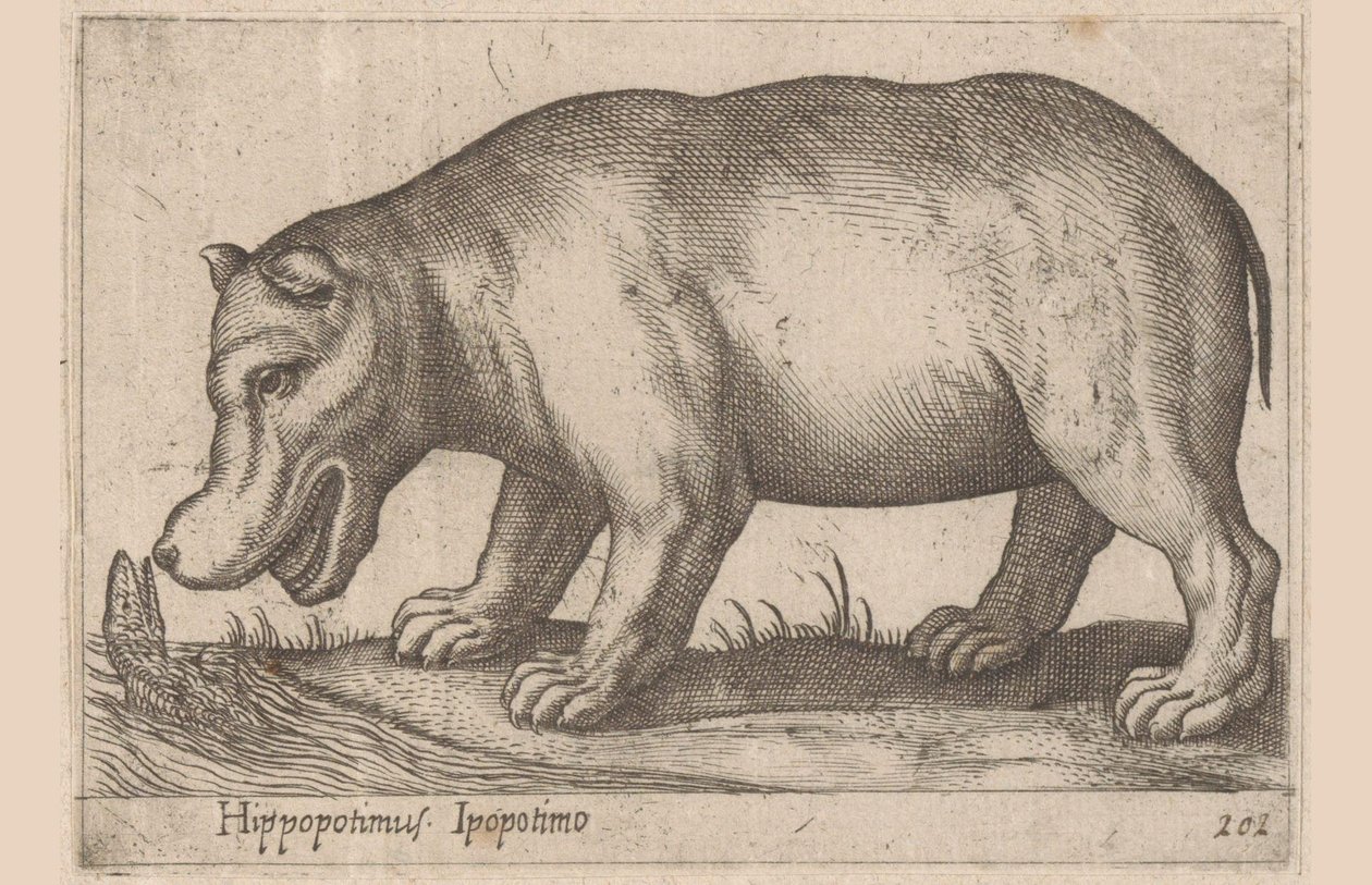 فرس نهر Hippopotamus / Ippopotamo (العنوان على الكائن) الحيوانات والمخلوقات الأسطورية (عنوان السلسلة) نوفا راكولتا دي لي أنيمالي بيو كوريوسي ديل موندو (عنوان المسلسل) بواسطة انطونيو تمبيستا