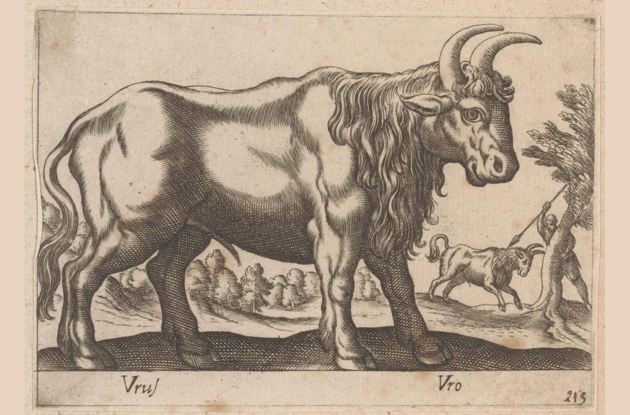 ثور Vrus / Vro (العنوان على الكائن) Dieren en fablewezens (عنوان المسلسل) مجموعة جديدة من أكثر الحيوانات فضولاً في العالم (عنوان المسلسل) بواسطة انطونيو تمبيستا