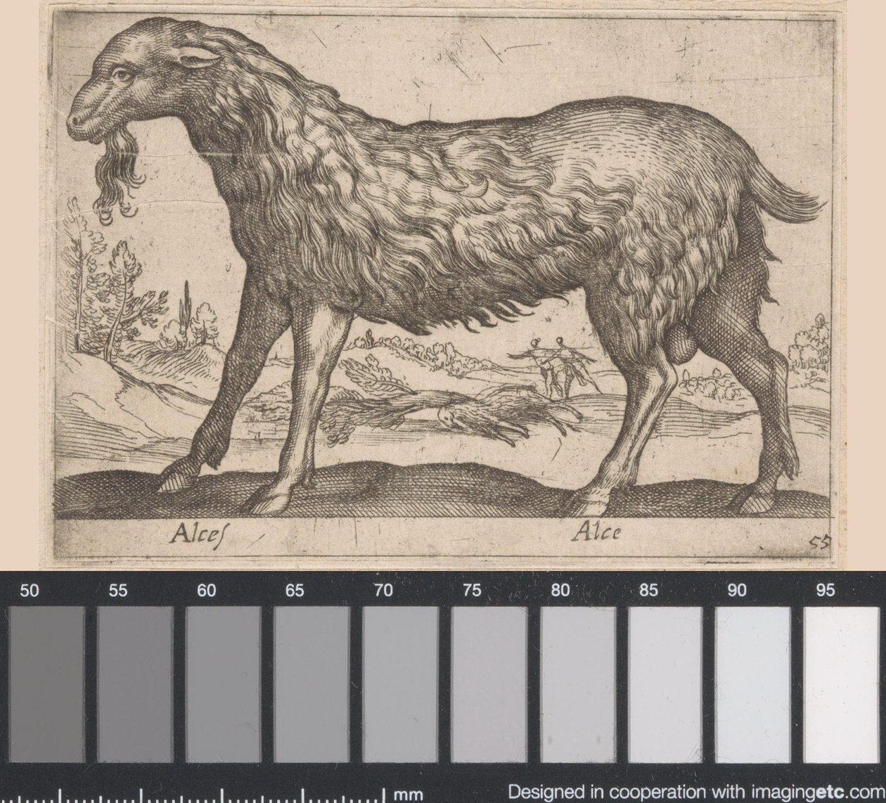 أنثى الموظ Alces / Alce (العنوان على الكائن) الحيوانات والمخلوقات الأسطورية (عنوان السلسلة) نوفا راكولتا دي لي أنيمالي بيو كوريوسي ديل موندو (عنوان المسلسل) بواسطة انطونيو تمبيستا