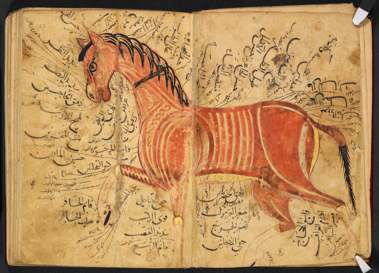 فرس من كتاب البيضاء لأزدي أحمد بن عتيق. بواسطة المدرسة العربية