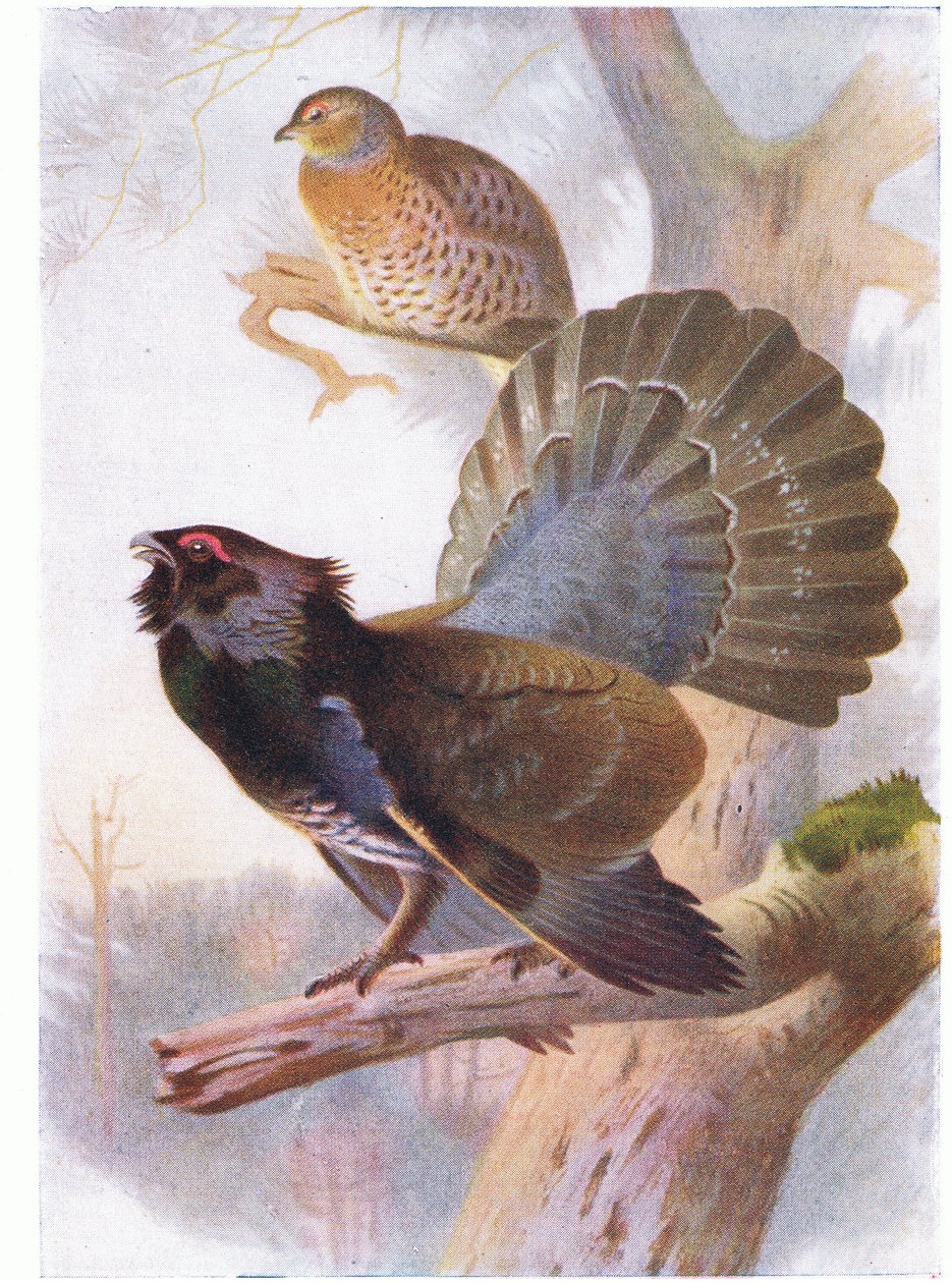 Capercaillie بواسطة أرشيبالد ثوربورن