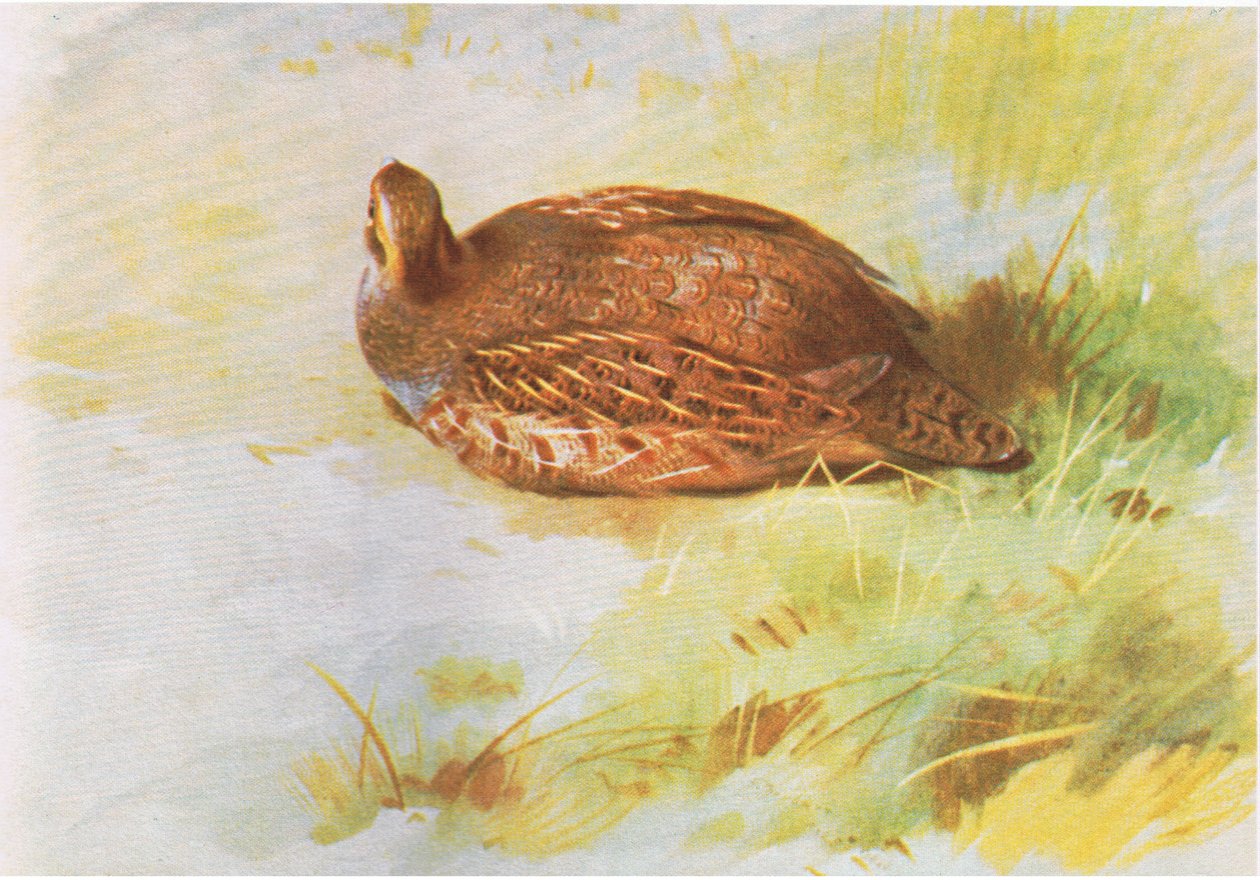 الحجل المشترك ، حانة. بواسطة Book Club Associates ، 1972 بواسطة أرشيبالد ثوربورن