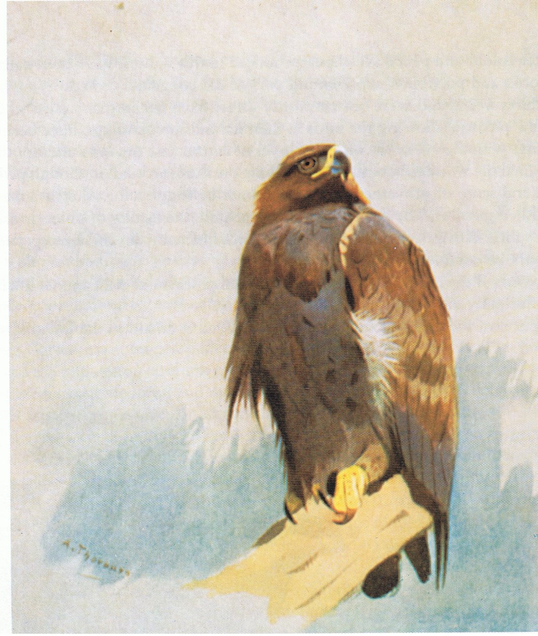 دراسات النسر الذهبي ، حانة. بواسطة Book Club Associates ، 1972 بواسطة أرشيبالد ثوربورن