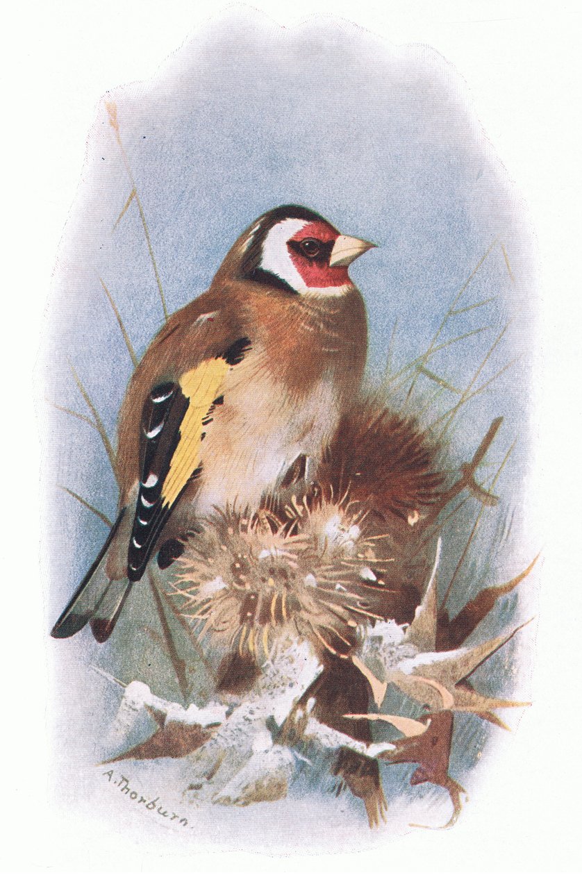 Goldfinch ، من الطيور البريطانية التي نشرتها Longmans ، 1932 بواسطة أرشيبالد ثوربورن