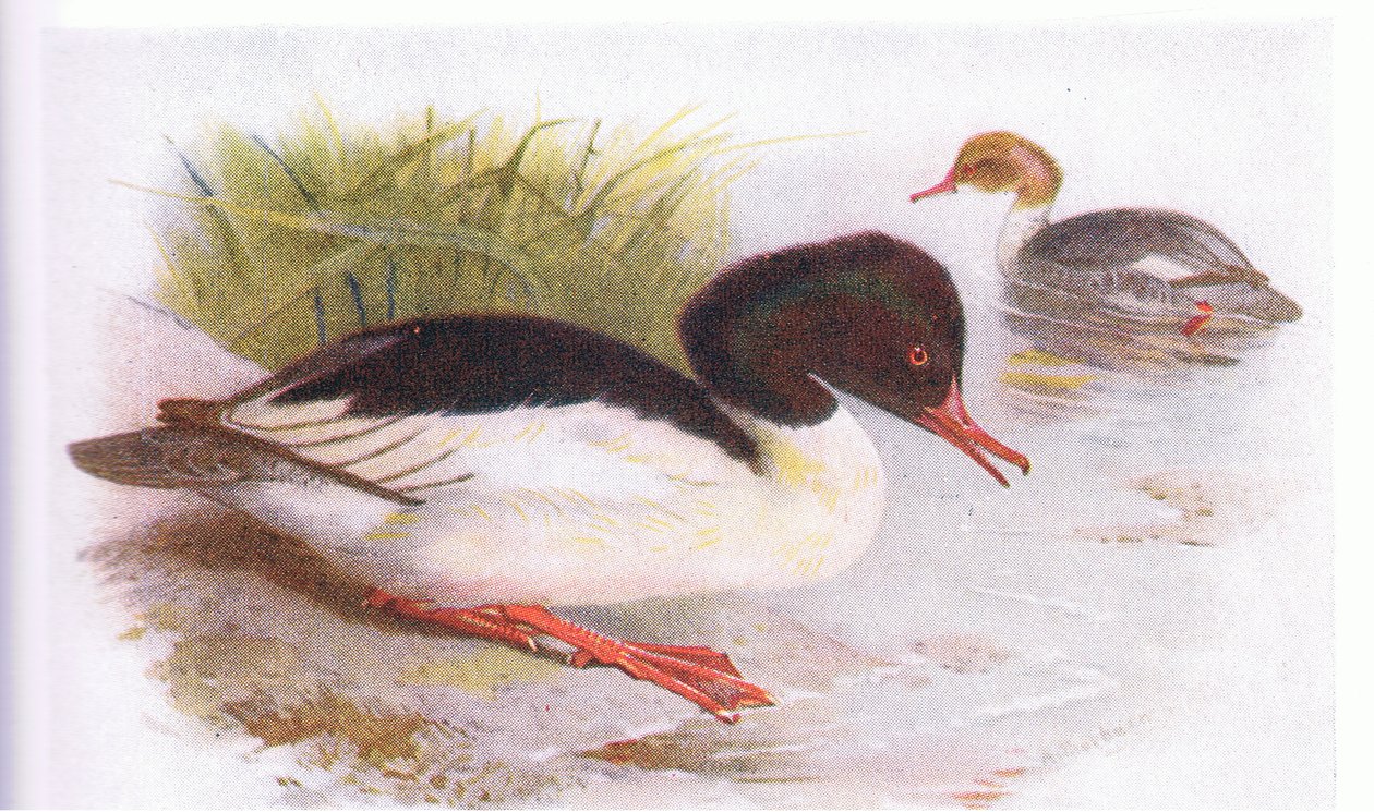 Goosander بواسطة أرشيبالد ثوربورن