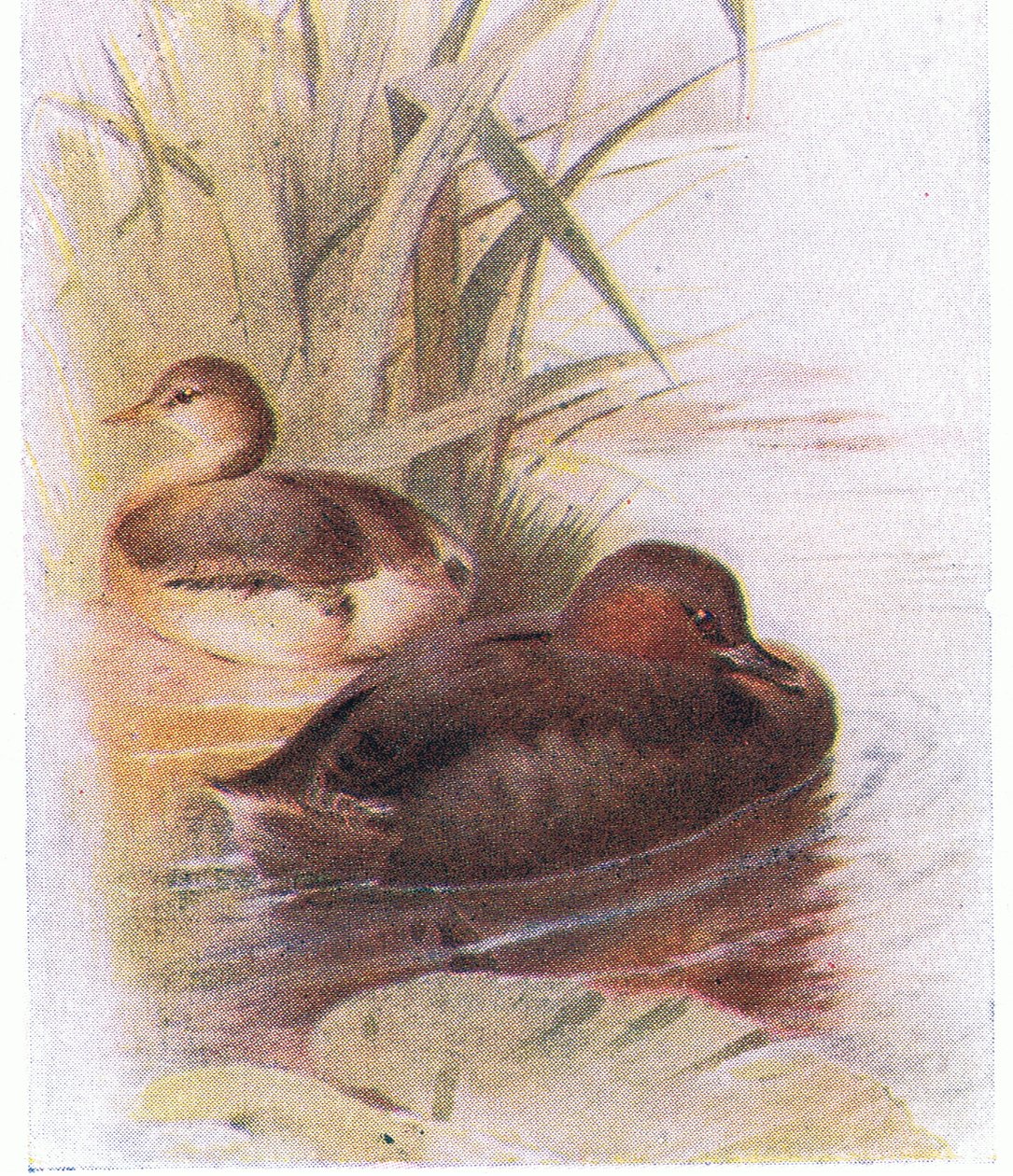 Little Grebe بواسطة أرشيبالد ثوربورن