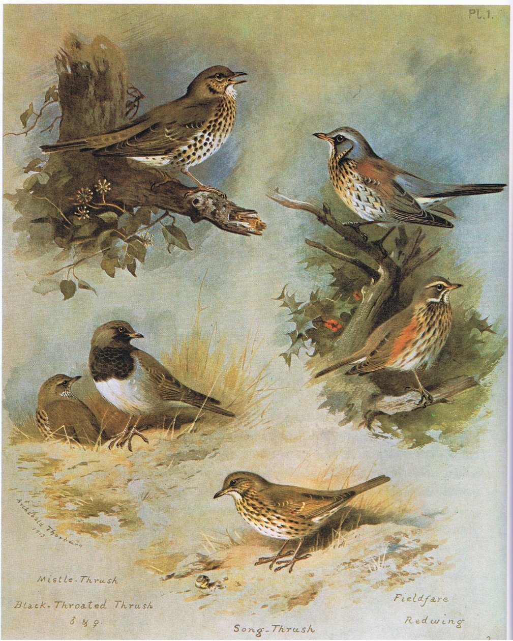 ضجة القلاع ، الدجانة السوداء ، أغنية القلاع ، الميدان ، Redwing ، حانة. بواسطة Book Club Associates ، 1972 بواسطة أرشيبالد ثوربورن