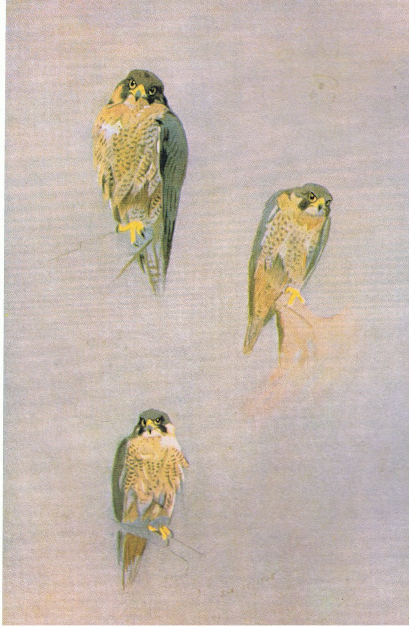 دراسات الشاهين القطني ، حانة. بواسطة Book Club Associates ، 1972 بواسطة أرشيبالد ثوربورن