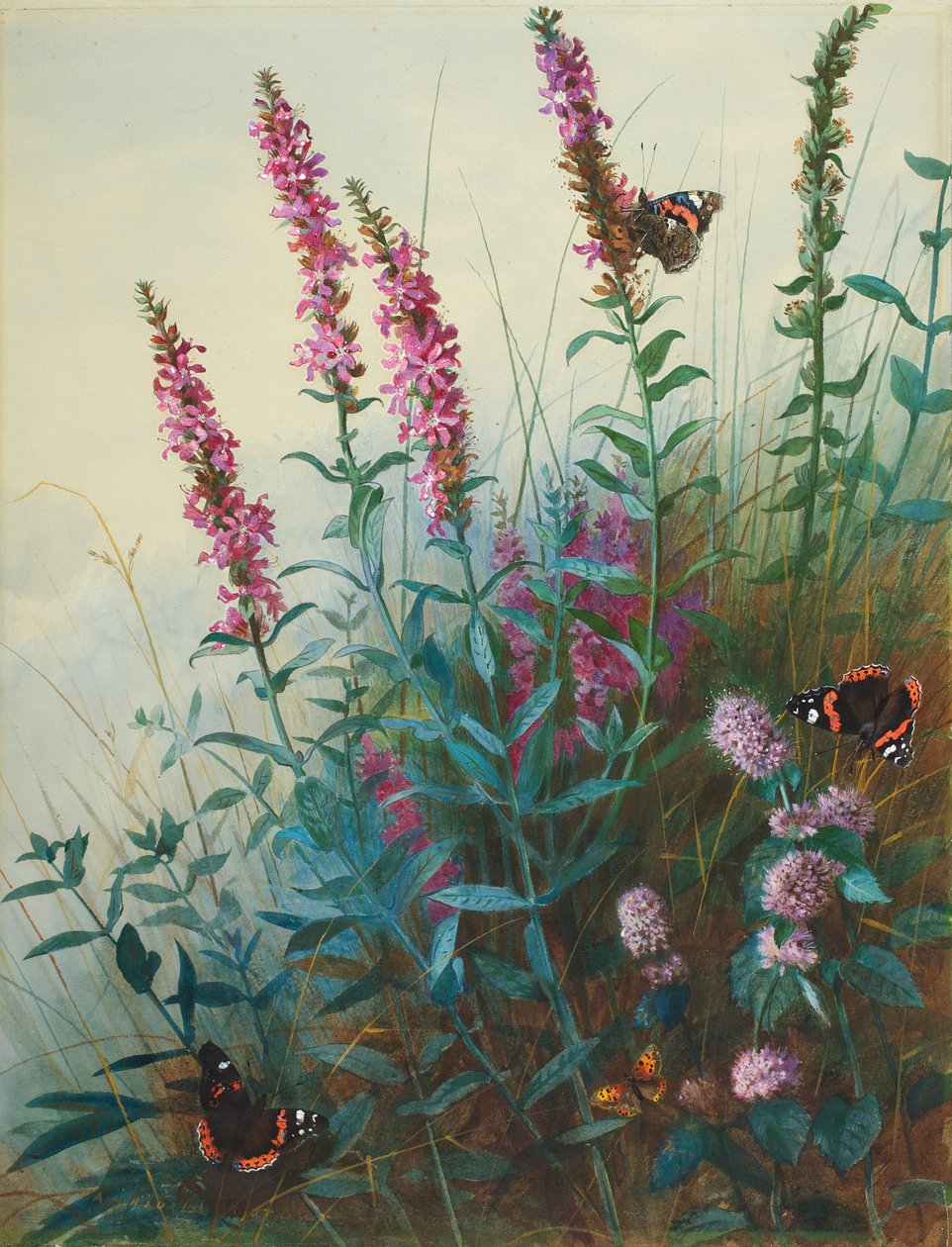 الأرجواني Loosestrife و Watermint ، c.1910-20 بواسطة أرشيبالد ثوربورن