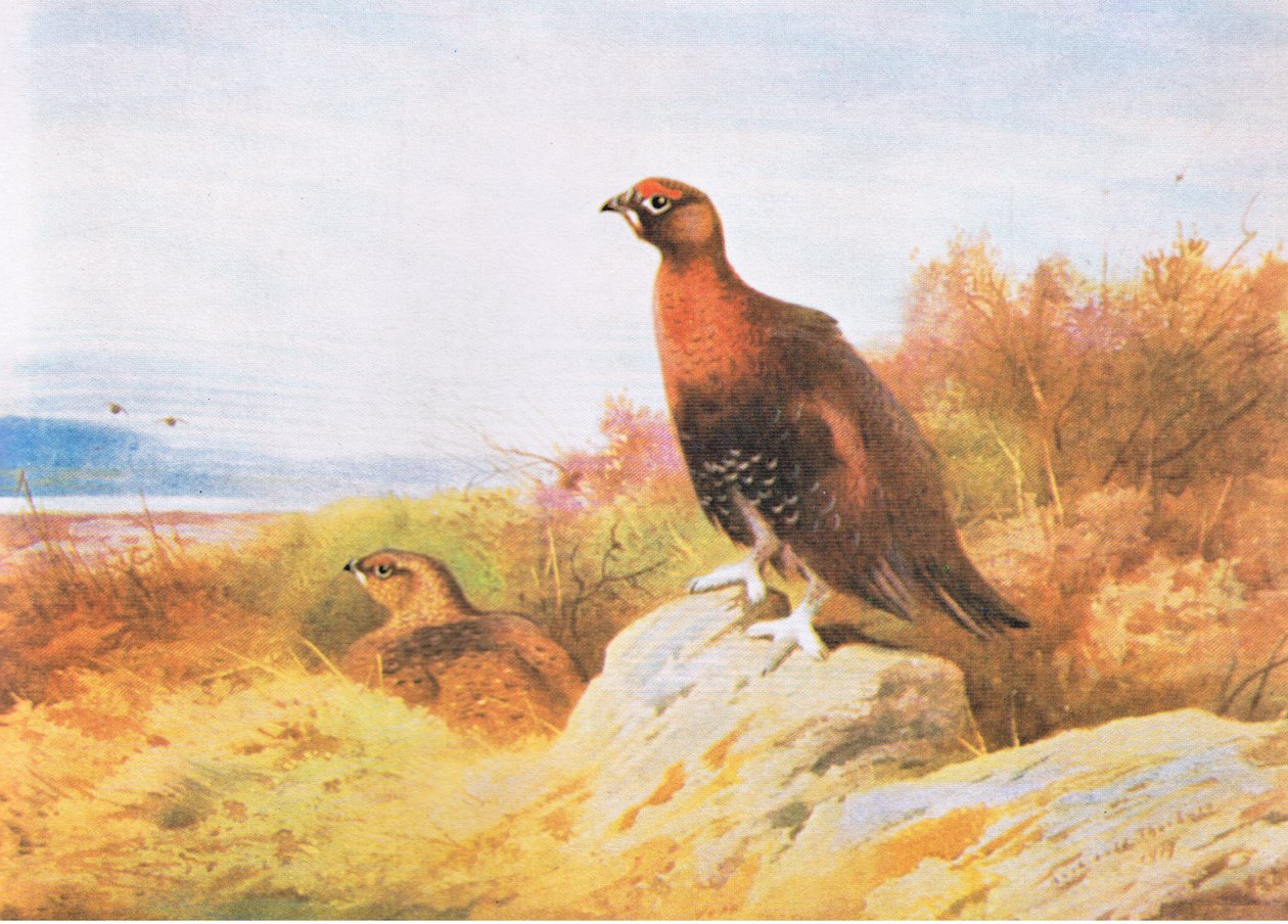 Red Grouse ، حانة. بواسطة Book Club Associates ، 1972 بواسطة أرشيبالد ثوربورن