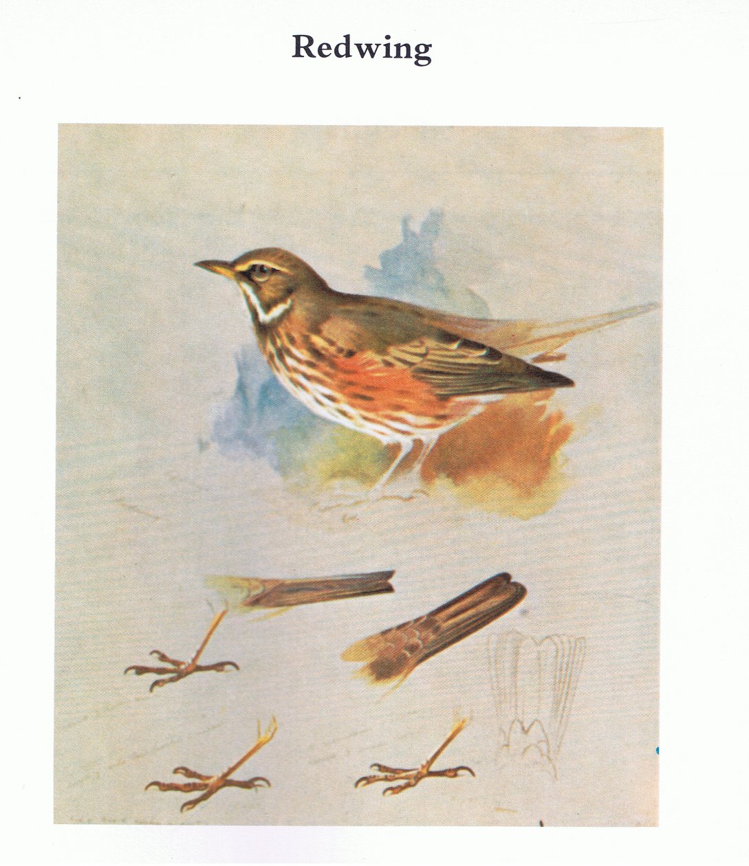 Redwing ، حانة. بواسطة Book Club Associates ، 1972 بواسطة أرشيبالد ثوربورن