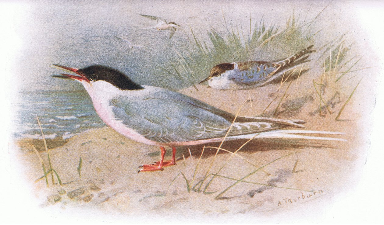 Roseate Tern ، من British Birds نشرها Longmans ، 1932 بواسطة أرشيبالد ثوربورن