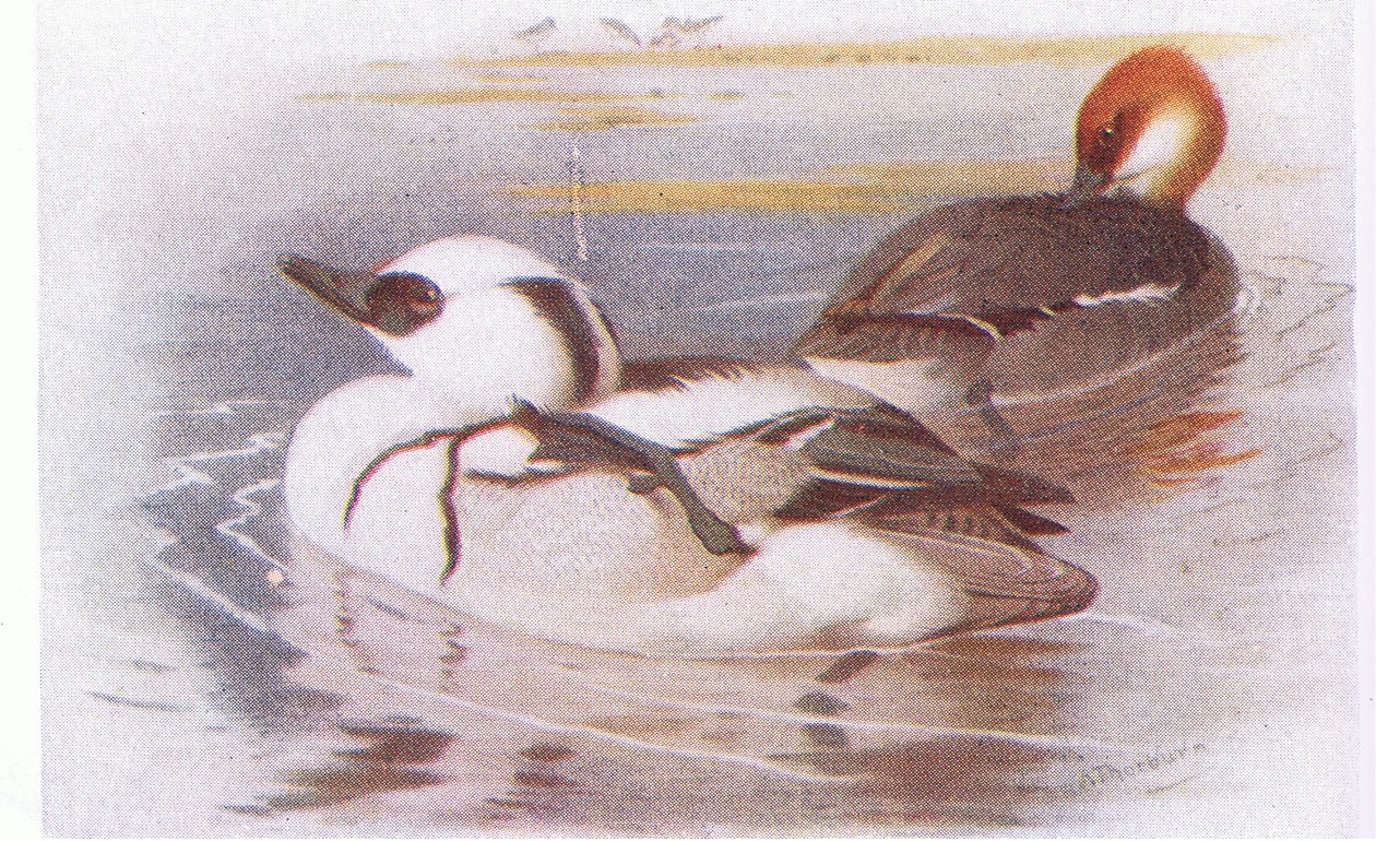 Smew بواسطة أرشيبالد ثوربورن