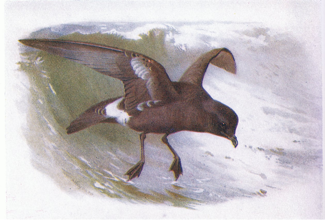 العاصفة Petrel بواسطة أرشيبالد ثوربورن