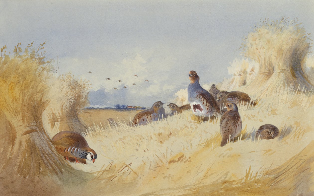 باتريدج أحمر الأرجل و Covey of Grey Patridges بواسطة Corn Stooks (قلم رصاص وألوان مائية) بواسطة أرشيبالد ثوربورن