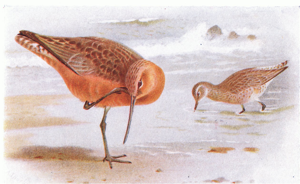شريط Tailed Godwit ، من طيور الجزر البريطانية وبيضها ، نشرته شركة فريدريك وارن وشركاه المحدودة ، 1958 بواسطة أرشيبالد ثوربورن