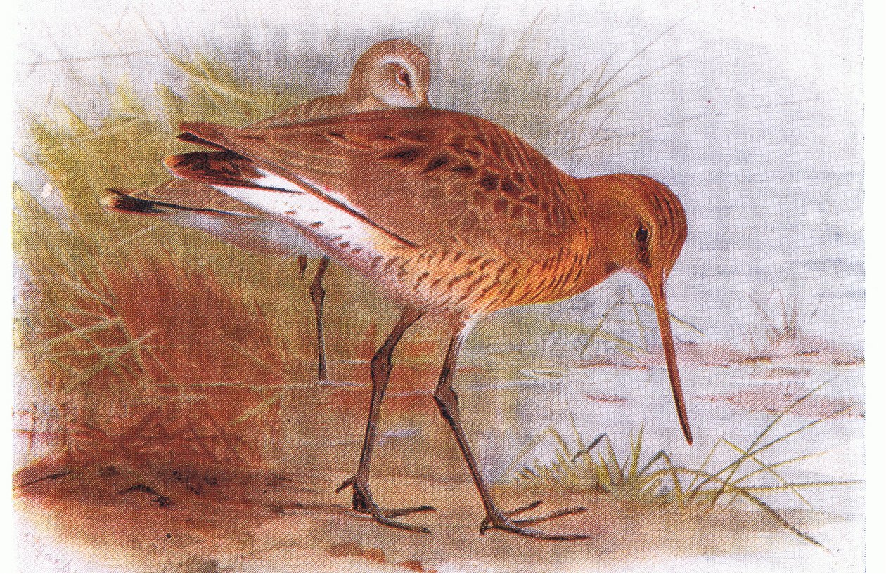 Black Tailed Godwit ، من طيور الجزر البريطانية وبيضها الذي نشرته شركة فريدريك وارن وشركاه المحدودة ، 1958 بواسطة أرشيبالد ثوربورن