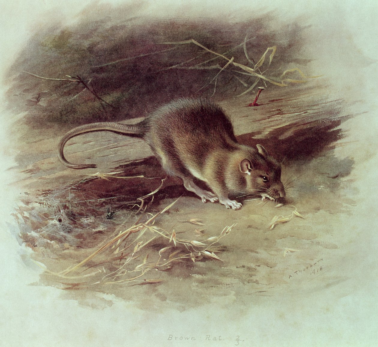 الجرذ البني (Rattus norvegicus) 1918 بواسطة أرشيبالد ثوربورن