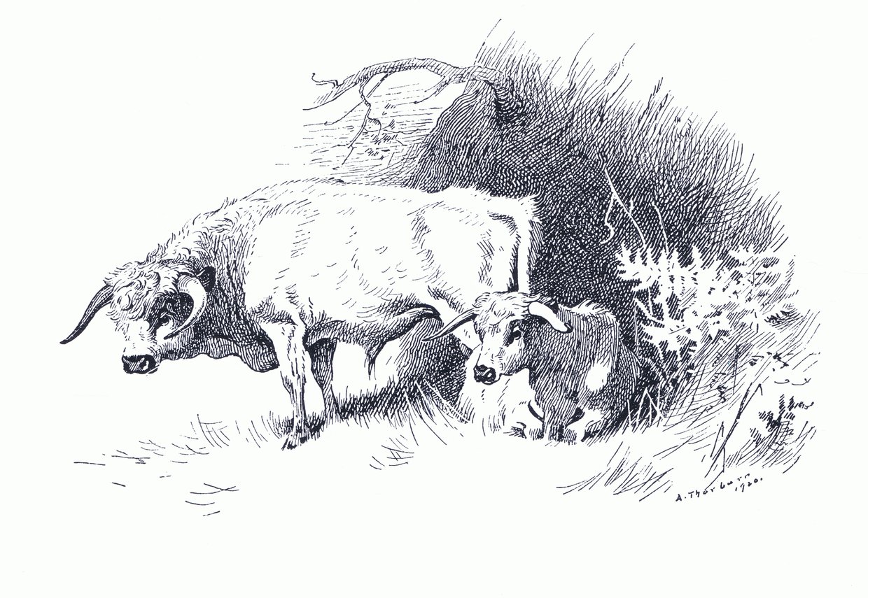 الماشية ، من ثوربيرن الثدييات التي نشرتها Longmans and Co ، c. 1920 (ليثو) بواسطة أرشيبالد ثوربورن