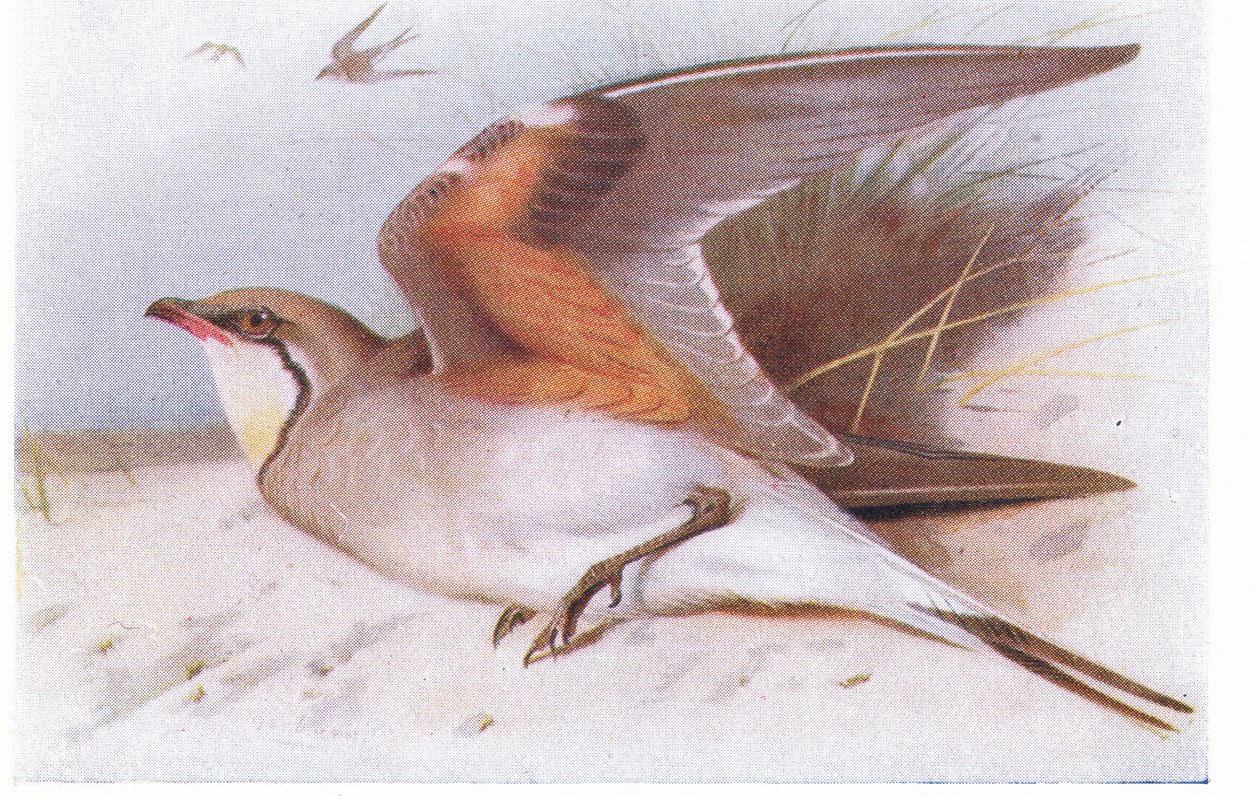 Collared Pratincloe ، من طيور الجزر البريطانية وبيضها الذي نشرته شركة Frederick Warne & Co Ltd ، 1958 بواسطة أرشيبالد ثوربورن