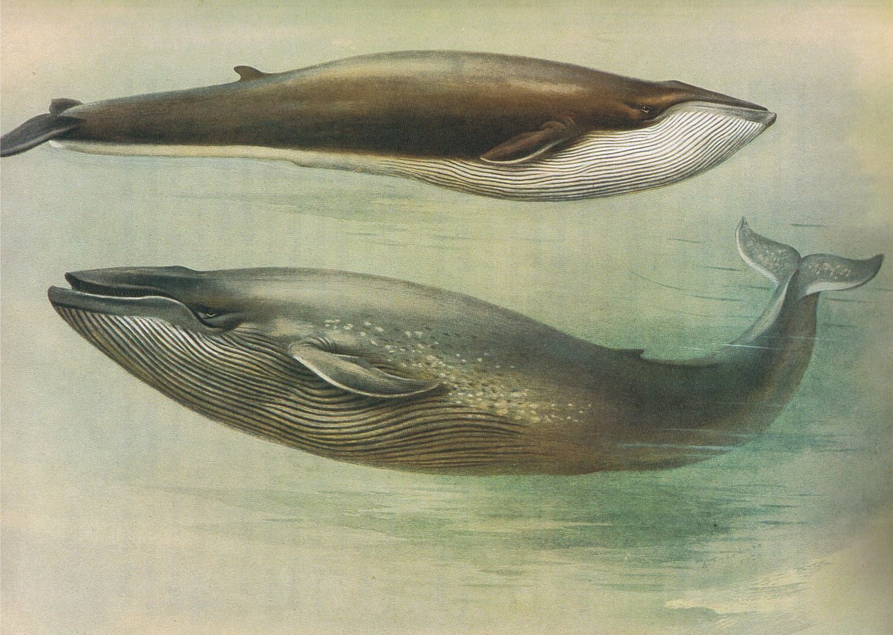 Rorqual المشتركة ، Sibbalds Rorqual أو Blue Whale ، من ثوربورن الثدييات التي نشرتها Longmans and Co ، c. 1920 بواسطة أرشيبالد ثوربورن