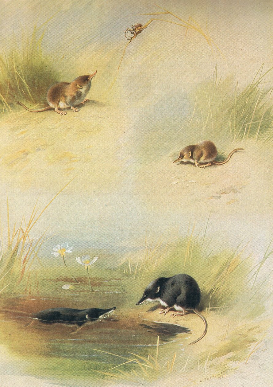 الزبابة المشتركة ، الزبدة الصغيرة وزبدة الماء ، من ثوربورنز للثدييات التي نشرتها Longmans and Co ، c. 1920 بواسطة أرشيبالد ثوربورن