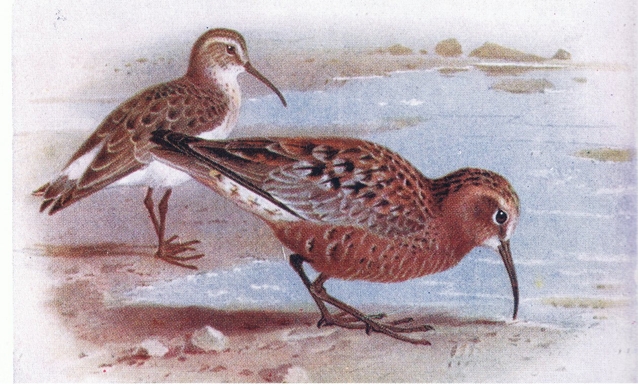 Curlew Sandpiper ، من طيور الجزر البريطانية وبيضها الذي نشرته شركة Frederick Warne & Co Ltd ، 1958 بواسطة أرشيبالد ثوربورن