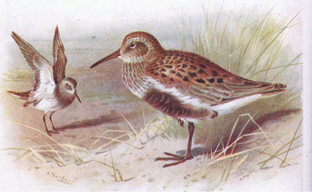 Dunlin (الصيف والشتاء) ، من طيور الجزر البريطانية وبيضها ، نشرتها شركة Frederick Warne & Co Ltd ، 1958 بواسطة أرشيبالد ثوربورن