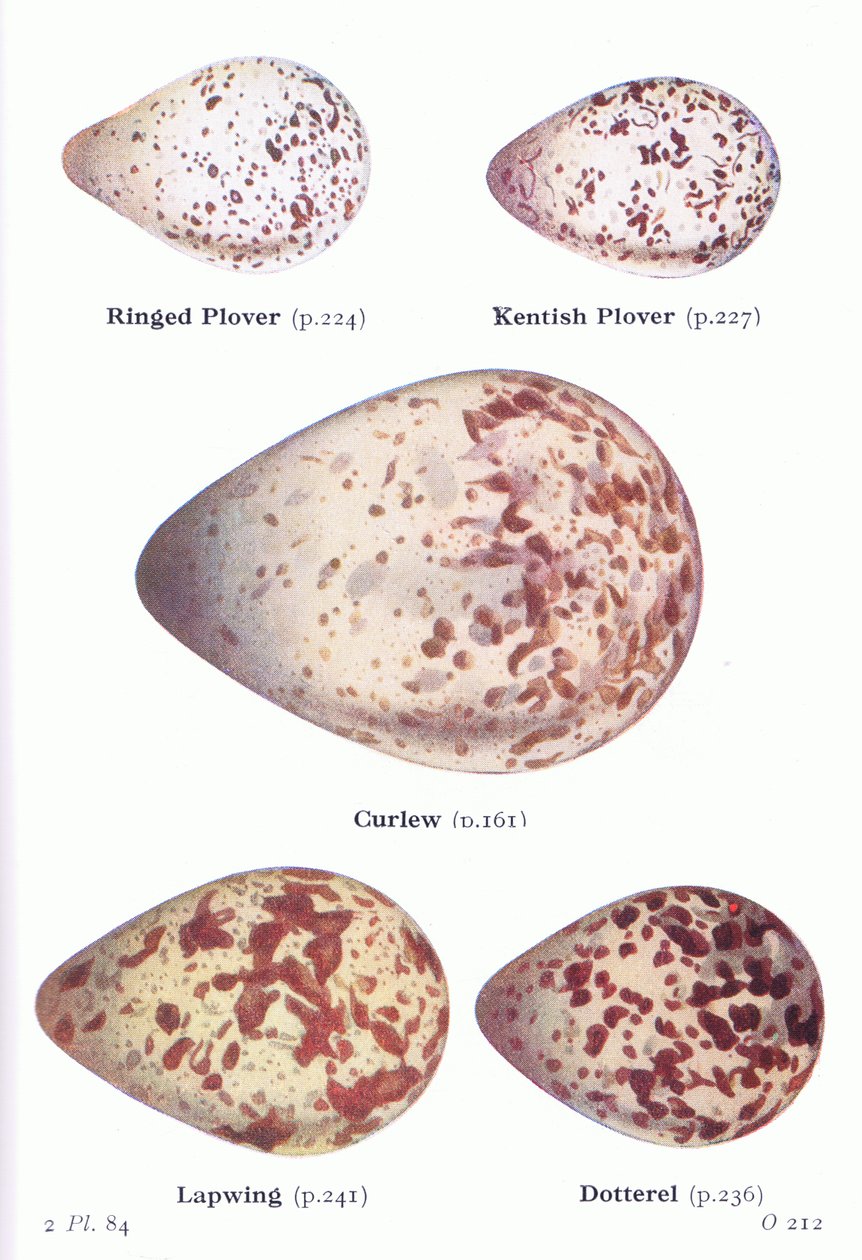 البيض: Ring Plover ، Kentish Plover ، Curlew ، Lapwing ، Dotterell ، من طيور الجزر البريطانية وبيضها المنشور بواسطة Frederick Warne & Co Ltd ، 1958 بواسطة أرشيبالد ثوربورن