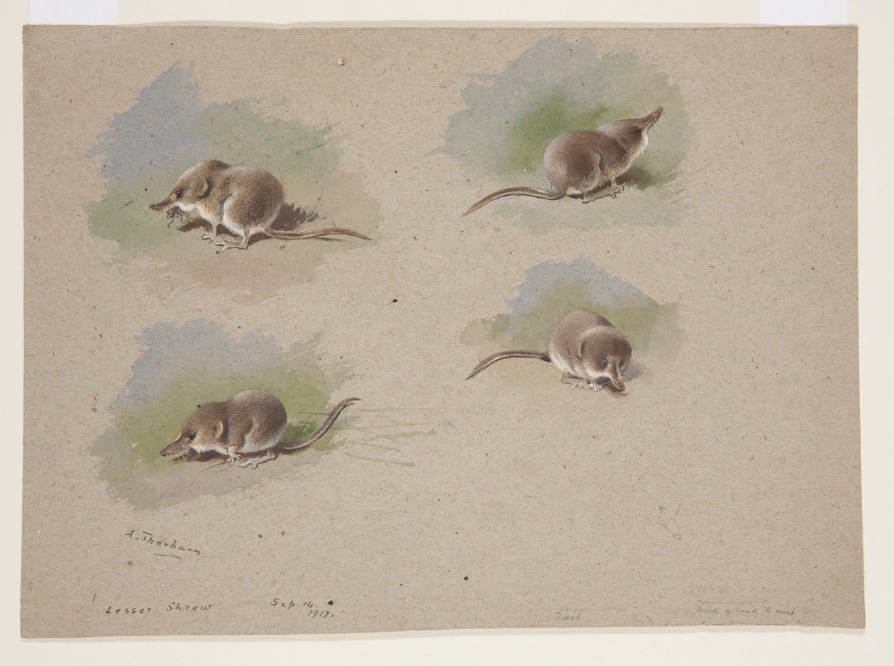 Four vignettes of lesser shrew, c.1915 (watercolor & bodycolour over pencil on paper) بواسطة أرشيبالد ثوربورن