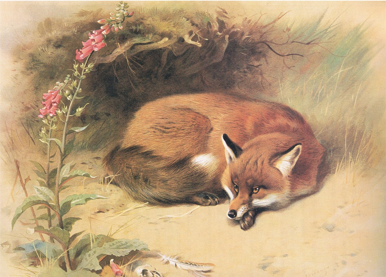 الثعلب مع Foxgloves ، من الثدييات ثوربورنس التي نشرتها Longmans and Co ، c. 1920 بواسطة أرشيبالد ثوربورن