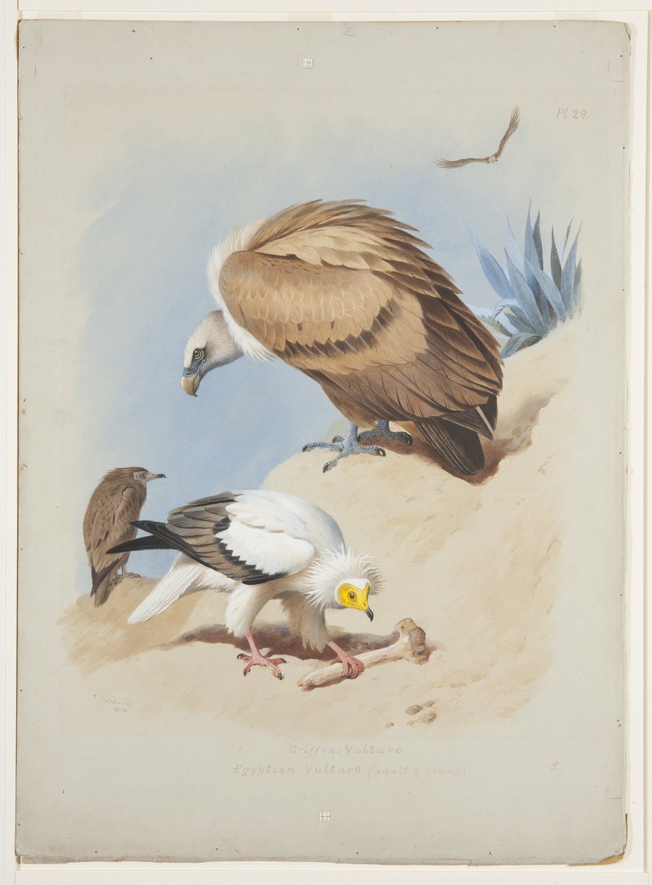 نسر جريفين والنسر المصري ، حوالي عام 1915 (ألوان مائية ولون جسم على قلم رصاص على ورق) بواسطة أرشيبالد ثوربورن