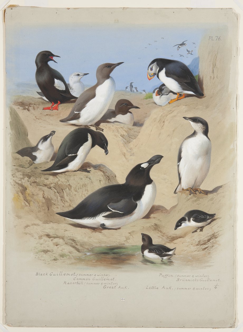 Guillemots ، razorbill ، puffin and auks ، حوالي عام 1915 (ألوان مائية ولون للجسم مع الصمغ العربي على السبورة) بواسطة أرشيبالد ثوربورن