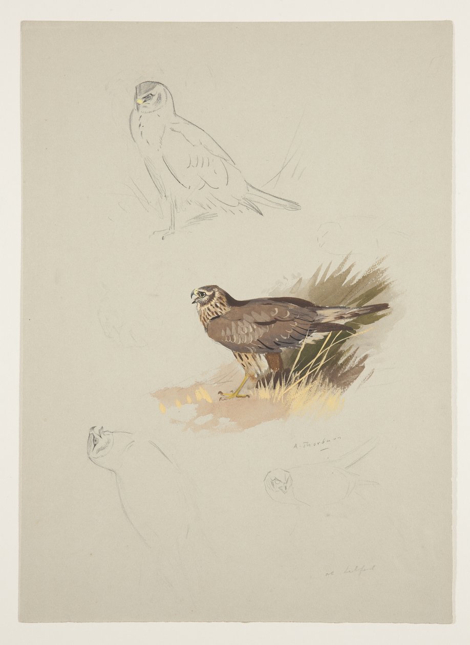 Harrier, c.1915 (watercolor & bodycolour over pencil on paper) بواسطة أرشيبالد ثوربورن