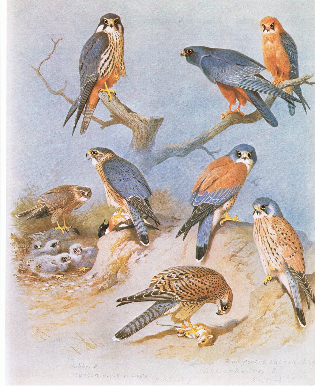 Hobby ، Merlin ، Red Footed Falcon ، Lesser Kestrel and Kestrel ، حانة. بواسطة Book Club Associates ، 1972 بواسطة أرشيبالد ثوربورن