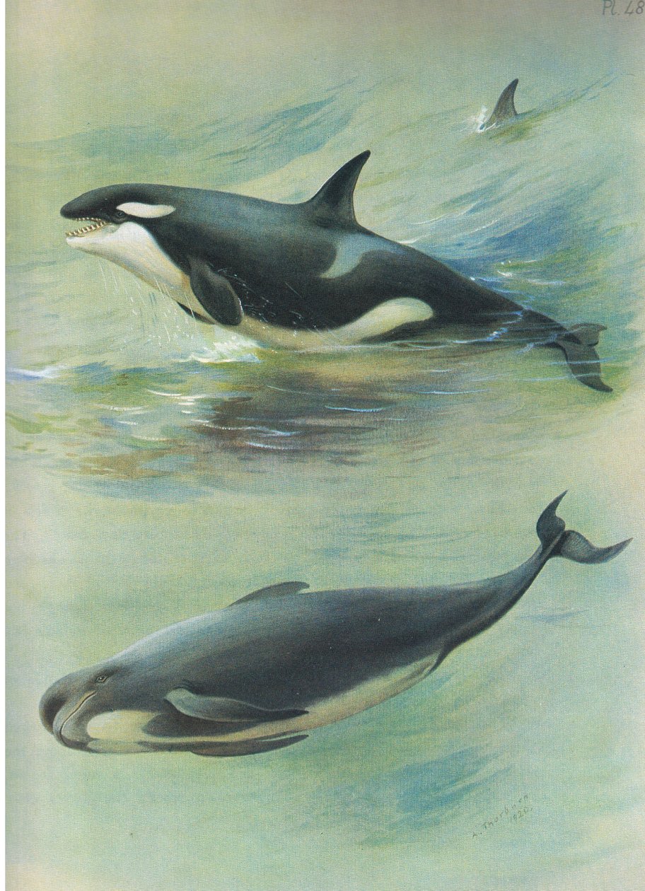 الحوت القاتل الطيار ، من الثدييات ثوربورنس التي نشرتها Longmans and Co ، c. 1920 بواسطة أرشيبالد ثوربورن