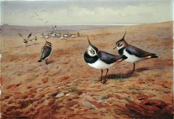 Lapwings على المحراث بواسطة أرشيبالد ثوربورن