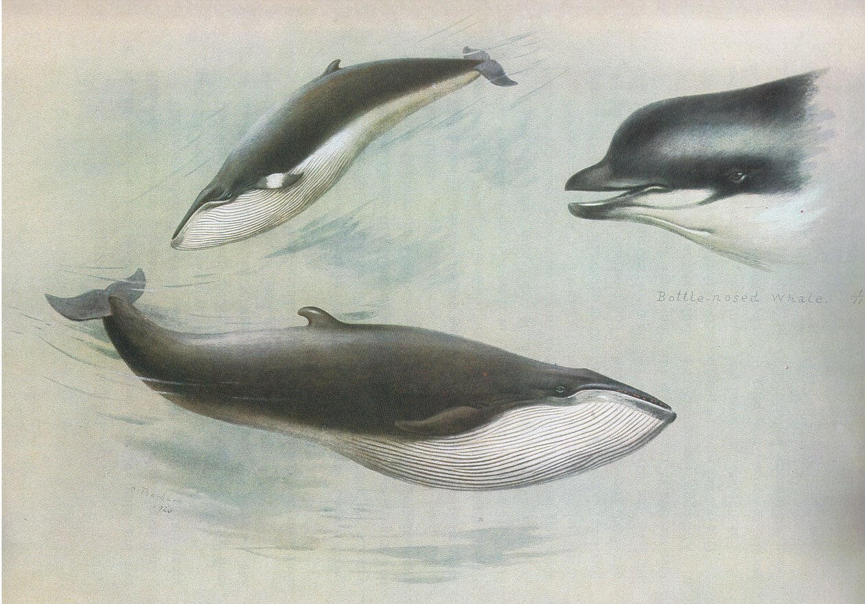 Rorqual Rorqual و Rudolphs Rorqual ، من الثدييات ثوربورنس التي نشرتها Longmans and Co ، c. 1920 بواسطة أرشيبالد ثوربورن